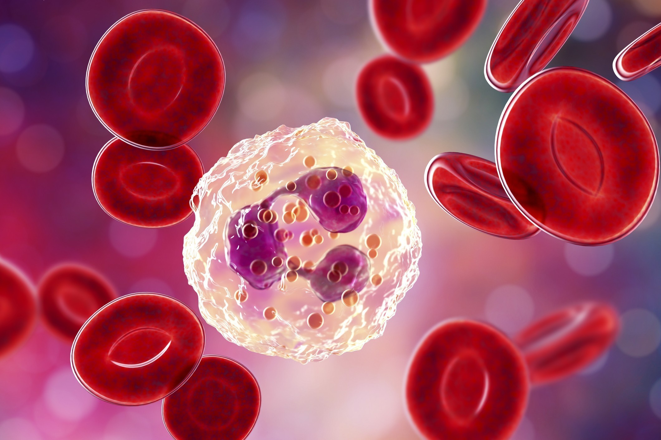 Ilustração ampliada de células do sangue: hemácias e um leucócito em meio ao plasma.